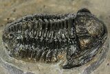 Detailed Gerastos Trilobite Fossil - Morocco #351270-1
